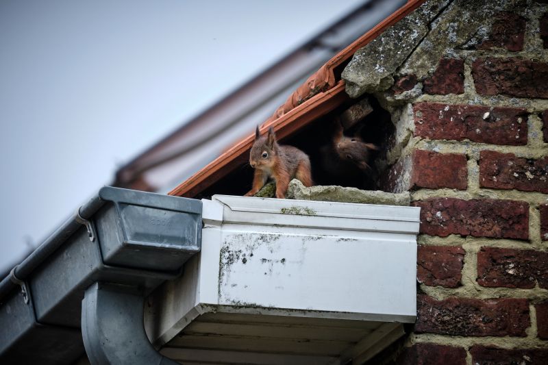 Chimney Animal Removal