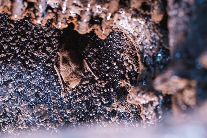 Chimney Animal Removal