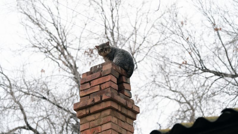 Chimney Animal Removal detail