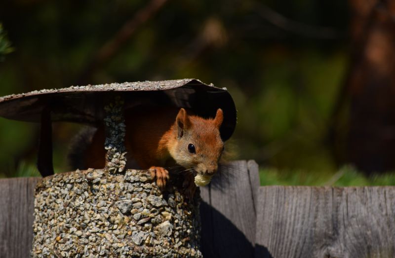 Chimney Animal Removal detail